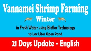 Vannamei Shrimp Farming in Biofloc System in Winter Season English [upl. by Nolava]