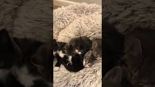 Find the 7th 🐈 kitten cat catsnkittens pets kittten cute [upl. by Airemahs791]