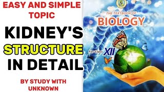 Kidneys structure class 12 biology [upl. by Bradford]