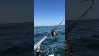 Striped bass fishing off New Jersey shore bassfishing [upl. by Lezlie]