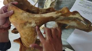 Os coxae of bovine species  detailed anatomy of os coxae bone  hip bone  os coxae  vetanatomy [upl. by Nesyt]