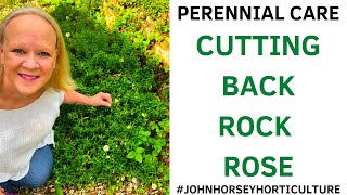 HOW TO CUT BACK HELIANTHEMUM  TIDYING ROCK ROSE [upl. by Eet]