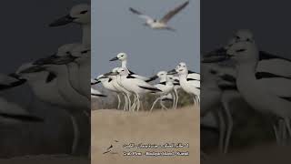 1 الحنكور  Crab Plover [upl. by Aneetak]