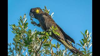 Yellow Tailed Black Cockatoo Cafe 1 [upl. by Scuram]