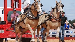 Gentle Giants  National Championship Draft Horse Pull [upl. by Adnovad]