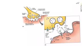 Neural3Neuromuscular Junction Neurotoxins [upl. by Neom]