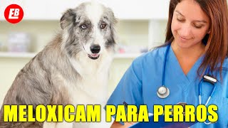 Meloxicam para perros Lo que TODO dueño debe saber [upl. by Basilius]