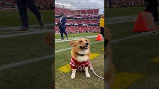 Corgis are in the house 🐾 49ers Shorts [upl. by Hernardo]