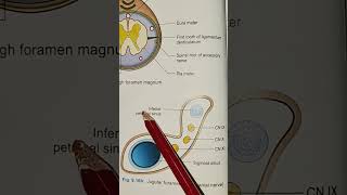 Jugular Foramen humananatomy bdchaurasia medicalstudents utubeshorts [upl. by Erdei762]