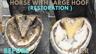 Shire Horse  Hoof Trimming Satisfying Compilation [upl. by Camus697]