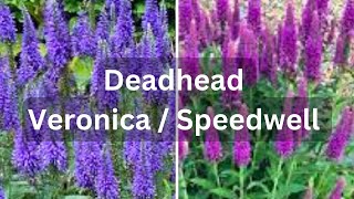 How To Deadhead Speedwell Veronica For More Flowers [upl. by Artair201]