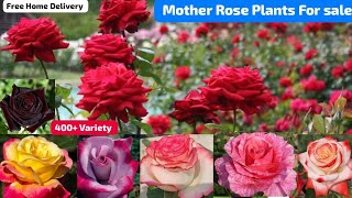 Jumelia🌹DDelight🌹400 Variety For Sale🌹Best Quality Rose Plants For Sale🌹WhatsApp 8250221446 [upl. by Amice503]