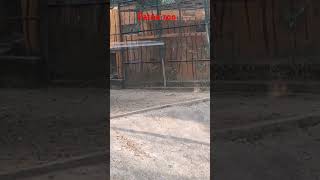 status funny tiger patna zoo tiger walk entertainment435 [upl. by Emmott253]