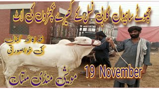 Maweshi Mandi MultanSmall Sahiwal choolistani or Gulabi Kheeray Bachron ki Laat19112024 [upl. by Notyrb]