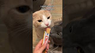 Cuteness aggression cat catsocute catshorts kitten cats4life cute catsoftiktok funnycats [upl. by Enixam678]