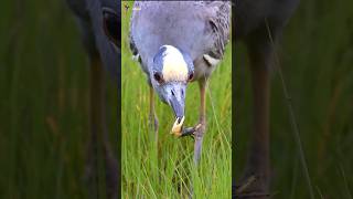 The herons skill in hunting birds heron nature shorts [upl. by Kingsly]