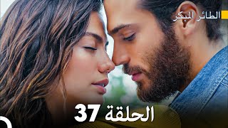 مسلسل الطائر المبكر الحلقة 37 Arabic Dubbed  FULL HD [upl. by Absa2]