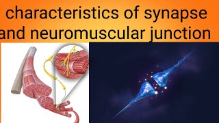 function of neuromuscular junctionphysiology lecture 4 [upl. by Ylrebmic]