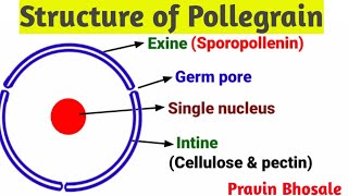 Microsporogenesis  Structure of Microspore  Pollen grain  Development of Male gametophyte [upl. by Boyse317]