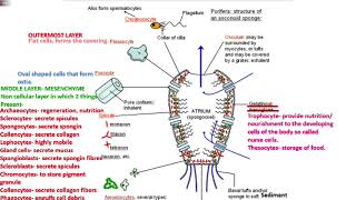 animal3 poriferaa pinacoderm mesenchyme choanoderm NEETAIIMSMDCAT [upl. by Jinny]