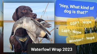 Waterfowl Wrap with my Duck Dog What breed is that [upl. by Ledairam]