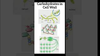 Cell Wall structure Carbohydrates in cell wallshortsviral [upl. by Brabazon317]