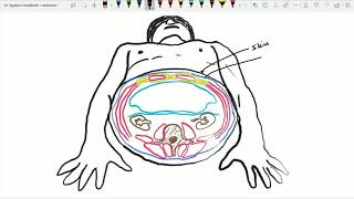 Fascia Transversalis Extraperitoneal connective tissue amp Parietal peritoneal folds Ant Abd  10 [upl. by Eyssej]