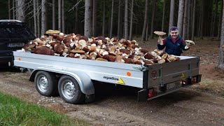 Obrovské HŘIBY rostou  Houbová invaze  HŘIBOVÉ šílenství EXTRÉMNÍ Houbaření houby 2023 Grzyby [upl. by Harlin]