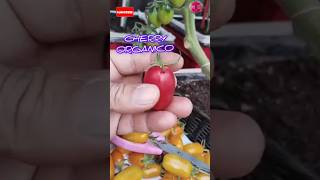 como plantar tomateras 🍅 Mi pequeño paraíso parati [upl. by Wilmer]