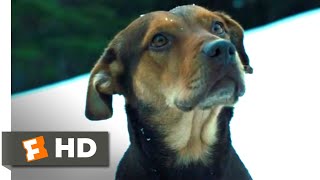 A Dogs Way Home 2018  A Homeless Dog Scene 610  Movieclips [upl. by Jerold]