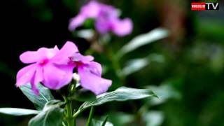 La pervenche de Madagascar  Catharanthus roseus [upl. by Sankey228]