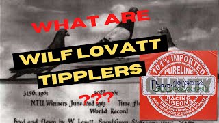 WHAT ARE LOVATT TIPPLERS [upl. by Nho]