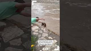 VIDEO Good samaritans rescue dog from floodwaters in Roswell New Mexico [upl. by Liban]