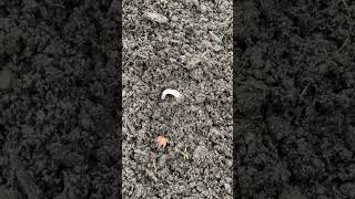 Bad boy chafer grub why your lawn looks awful landscaper lawn lawnmaintenance chafer [upl. by Caundra]