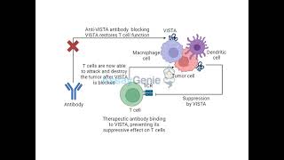 Targeting VISTA Unleashing the Power of T Cells in Cancer Therapy [upl. by Nawtna729]