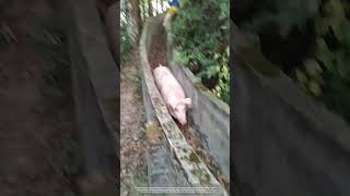 Creative Way To Load Pigs Via A Concrete Channel [upl. by Franciska]