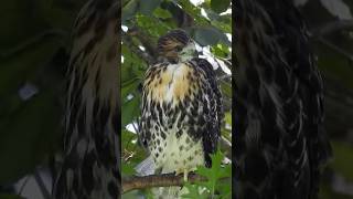 Baby Redtailed Hawk Fledgling birdwatching wildlife [upl. by Juanne]