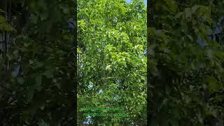 Árbol de mamoncillo quenepas como se le conoce en Puerto Rico Melicoccus bijugatus pronto florece [upl. by Romaine]