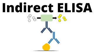 Indirect ELISA in 1 minute [upl. by Lodovico]