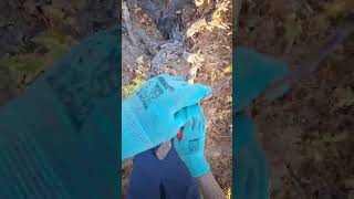 Grapevine pruning🍇 pruningshortsvideograpevinesvideoshortsbranding [upl. by Bez723]