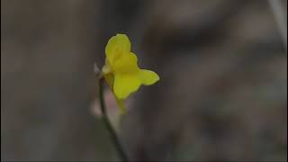 Utricularia bifida [upl. by Nnarual]