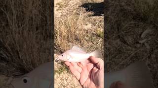 Yellowbelly Golden Perch catch and release [upl. by Hillyer]