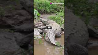 Meet the Mugger Crocodile 5 unknown facts shorts facts wildlife shortvideo crocodile funfact [upl. by Gussie]