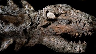 10 Most AMAZING Fossil Discoveries Ever Made [upl. by Ahsitra]