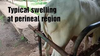 Oxalate poisoning in cattle [upl. by Atnwahs]