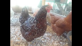 Comparing Older and Youger Speckled Sussex chickens [upl. by Sirraj]