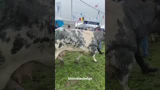 Série de vaches  Foire Agricole de Libramont blancbleubelge [upl. by Lukasz623]