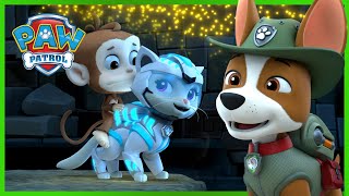 PAW Patrol Jungle Rescues with the Cat Pack and more  PAW Patrol  Cartoons for Kids Compilation [upl. by Georgine281]