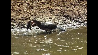 Reed Cormorant with its Frog brunch at KWA Maritane [upl. by Garlaand202]