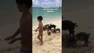 Playing and swimming with the pigs in the Bahamas [upl. by Wira]